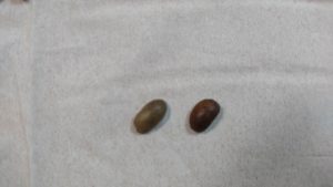 変色した豆など